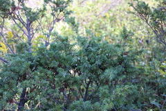 Juniperus communis depressa