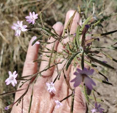 Epilobium ciliatum