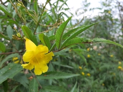 Tecoma stans