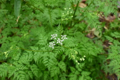 Anthriscus sylvestris