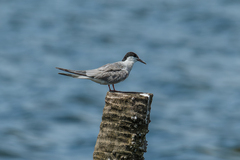 Sterna hirundo longipennis