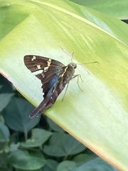Urbanus proteus proteus