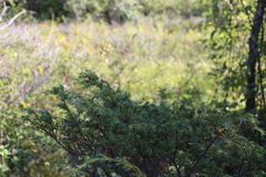 Juniperus communis depressa