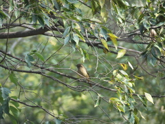 Phoenicurus auroreus