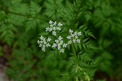 Anthriscus sylvestris