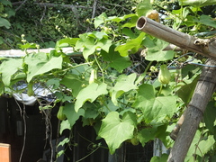 Sechium edule