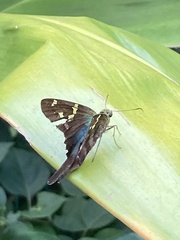 Urbanus proteus proteus