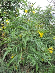 Tecoma stans