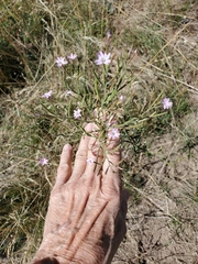 Epilobium ciliatum