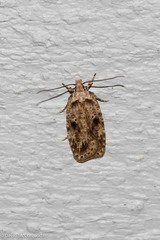 Agonopterix canadensis