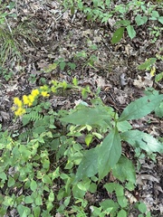 Solidago ulmifolia