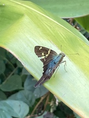 Urbanus proteus proteus