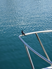 Hirundo neoxena