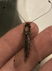 Ululodes macleayanus