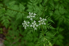 Anthriscus sylvestris
