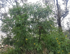 Tecoma stans