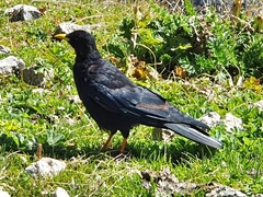 Pyrrhocorax graculus