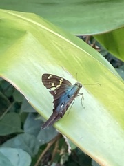 Urbanus proteus proteus