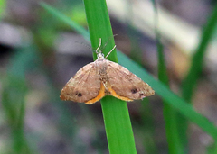 Mellilla xanthometata