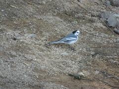 Motacilla alba