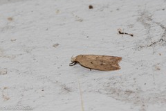 Machimia tentoriferella