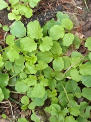 Nasturtium officinale