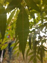Tecoma stans
