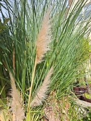 Cortaderia selloana