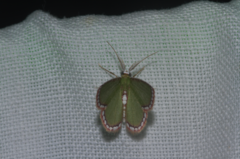 Synchlora