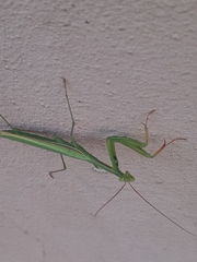 Mantis religiosa