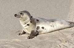 Pagophilus groenlandicus