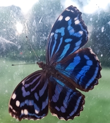 Myscelia ethusa ethusa