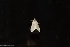 Sitochroa palealis