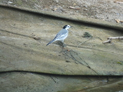 Motacilla alba