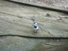 Motacilla alba