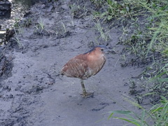 Gorsachius melanolophus