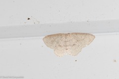 Cyclophora pendulinaria