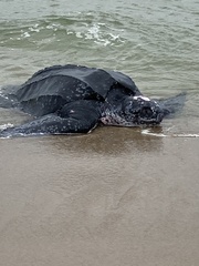 Dermochelys coriacea
