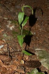 Cephalanthera damasonium
