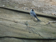 Motacilla alba