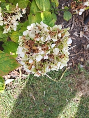 Hydrangea macrophylla