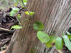 Smilax rotundifolia