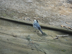 Motacilla alba