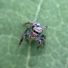 Phidippus
