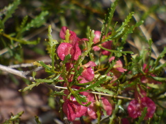 Dodonaea lobulata
