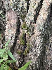 Chrysothrix xanthina