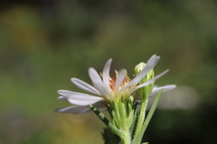 Symphyotrichum boreale