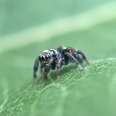 Phidippus