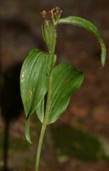 Cephalanthera damasonium