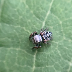 Phidippus